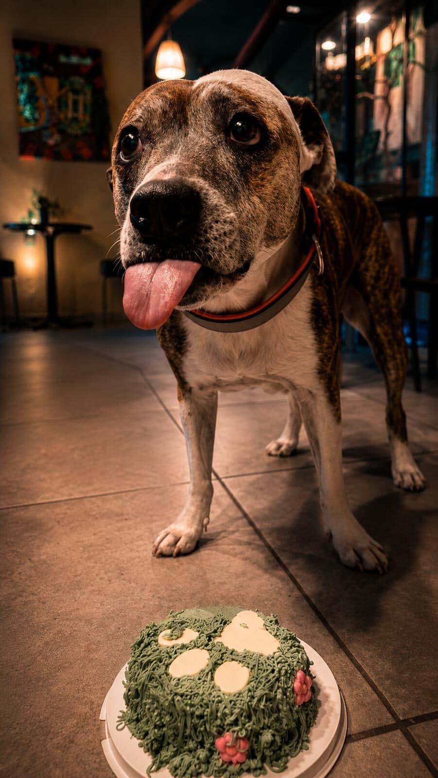 The club dog standing in the lounge