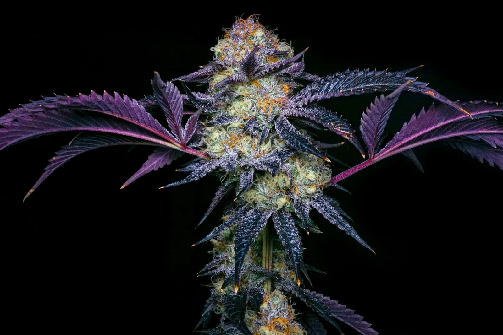 Close-up of a purple cannabis flower